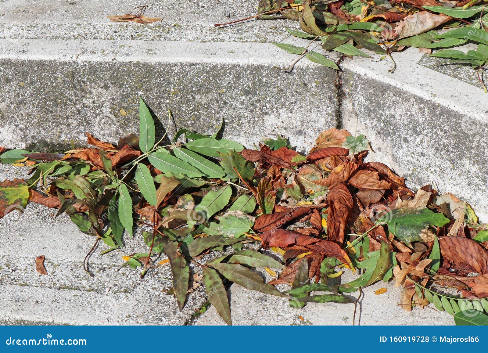 Fallen Leaves on the Step in Autumn Time Stock Photo Image of deciduous, leaves 160919728
