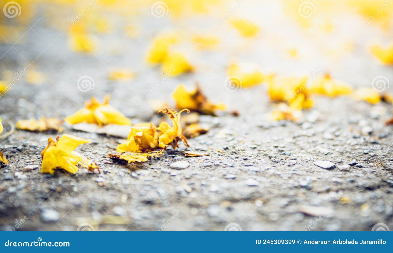 fallen leaves of tree on the road in autumn day