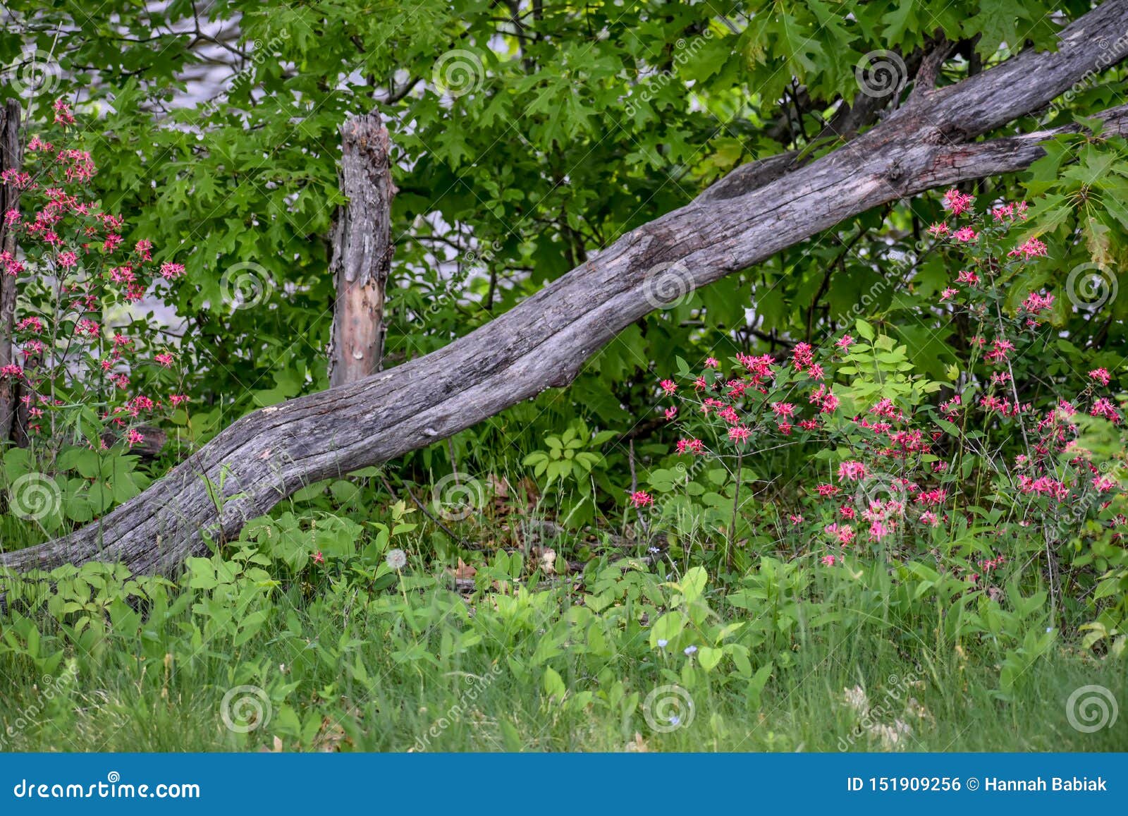 Fallen Log with Spring Flowers Stock Photo Image of fallen, shrubs 151909256