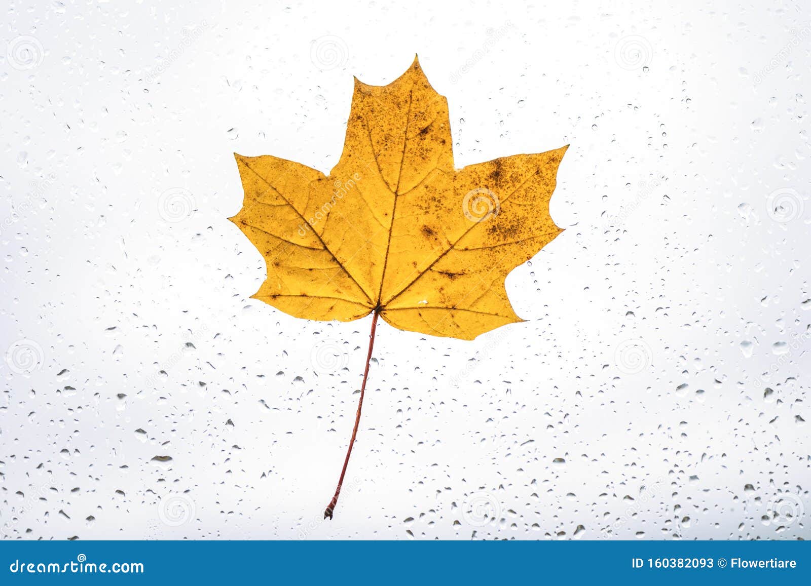 Fallen Maple Lonely Leaf on the Window with Raindrops in the Autumn Day