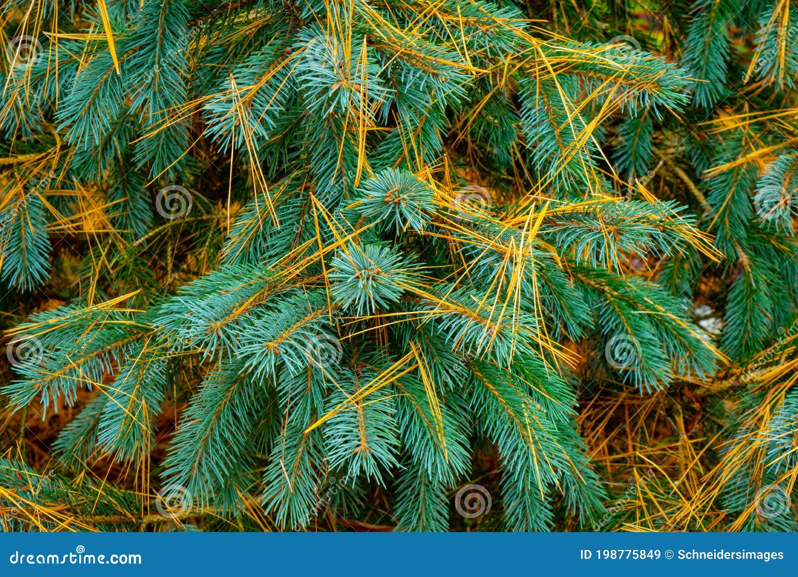 Fallen Pine Tree Needles on a Blue Spruce Tree Stock Image Image of