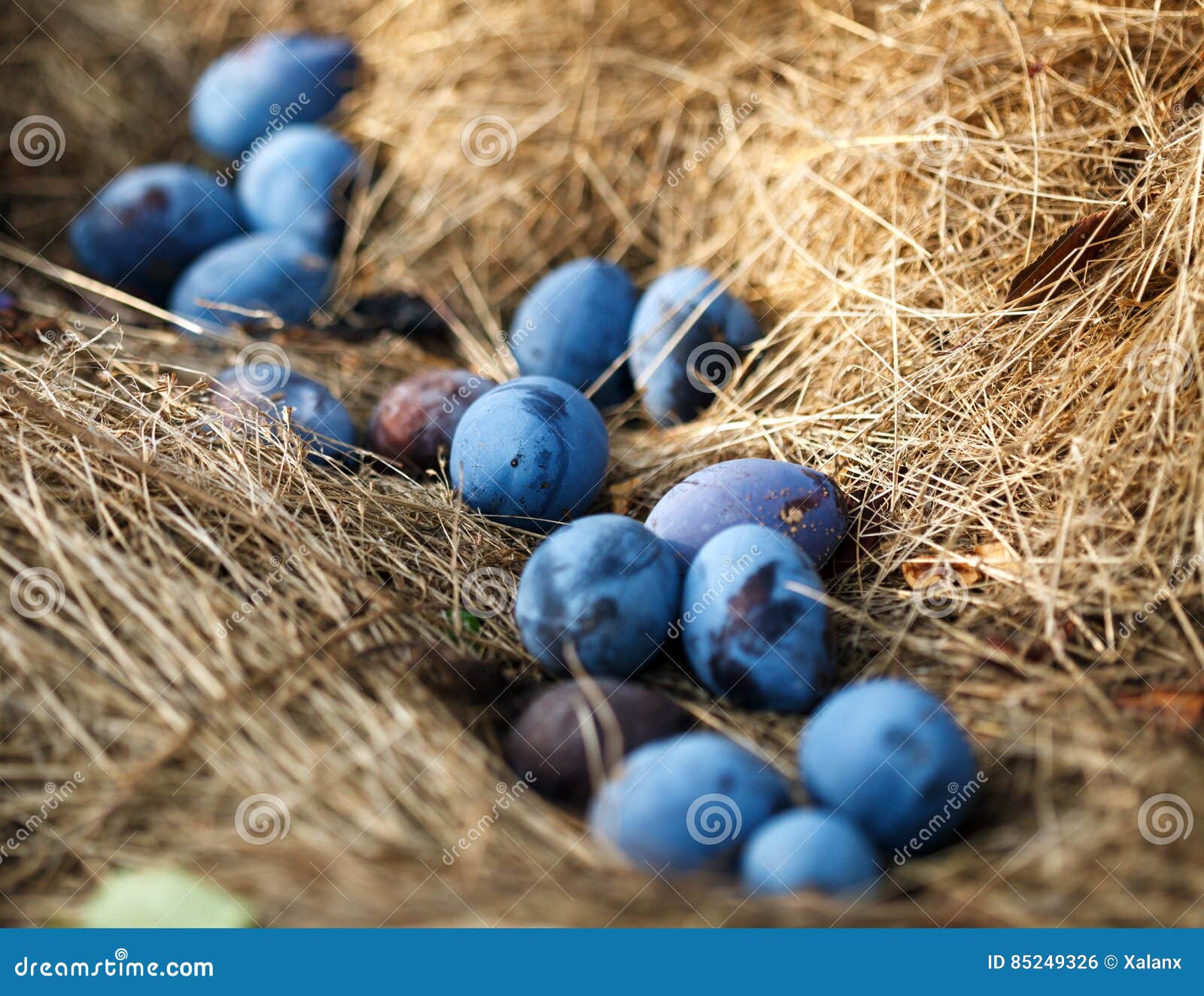 Ripe Plums Fallen from the Tree Stock Photo - Image of farming