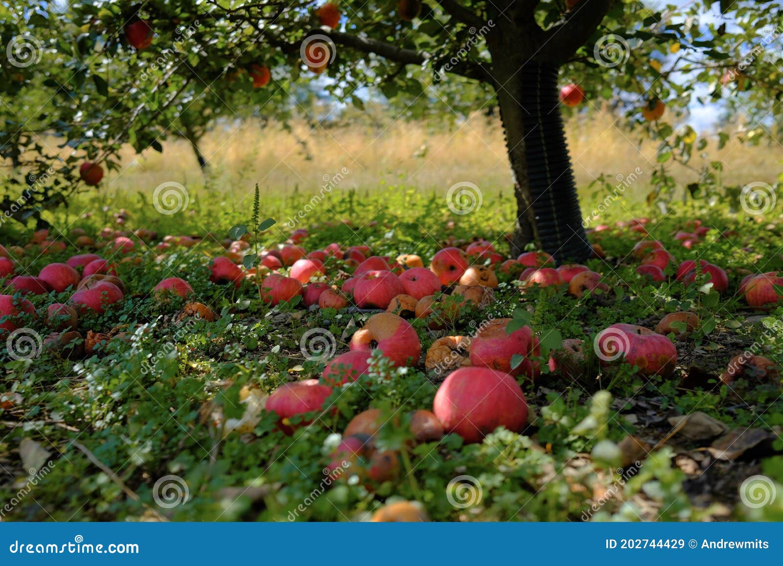 fallen red apples in orchard