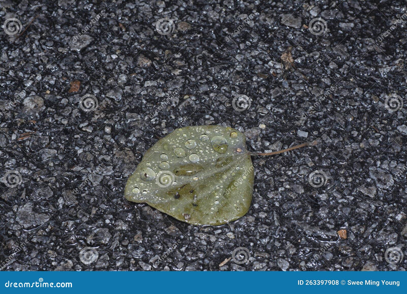 Fallen Spadeshaped Leaf on the Street after Rain Stock Photo Image
