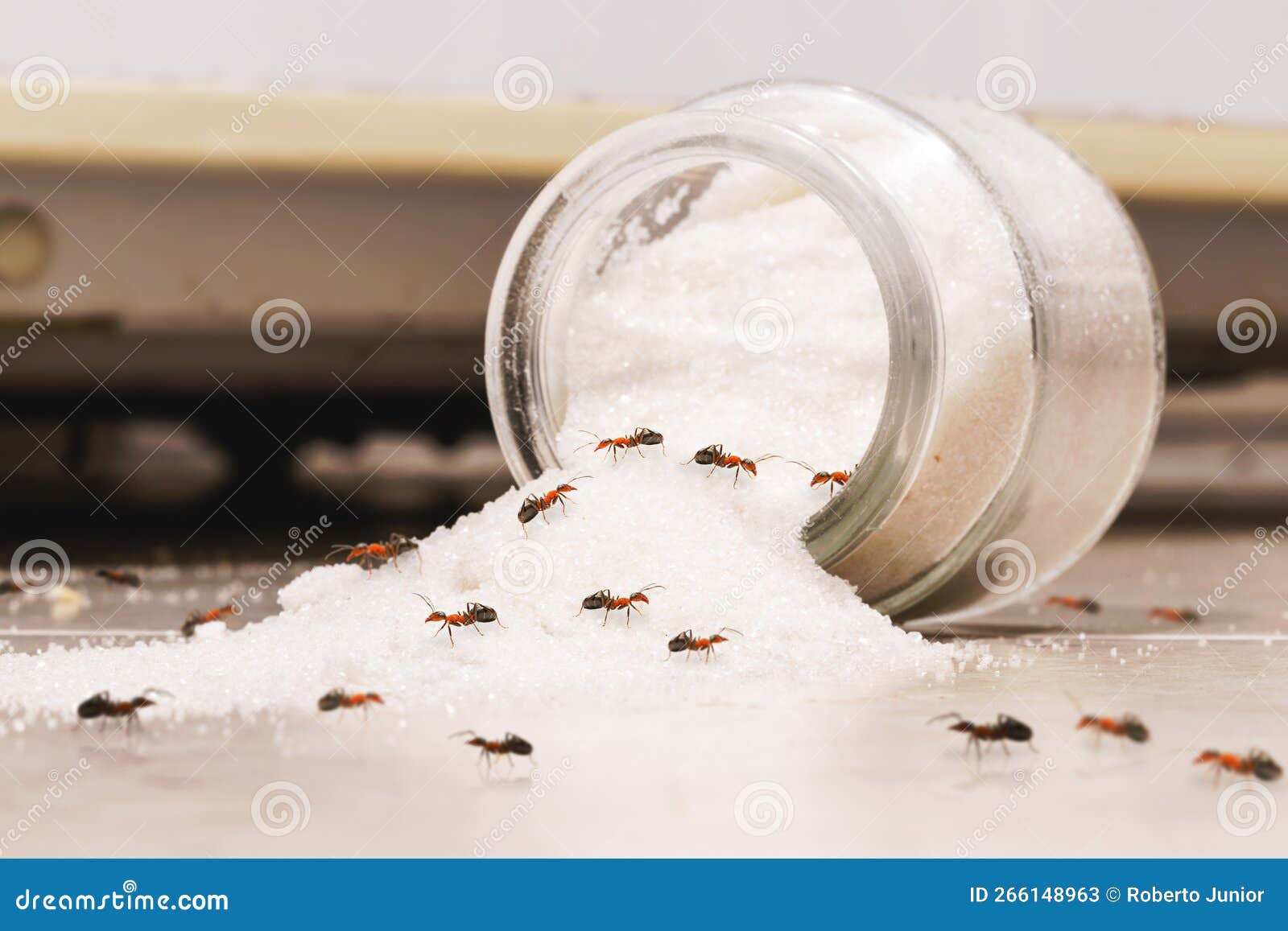 Fallen Sugar Pot with Ants Inside, Need for Fumigation, Insects Inside