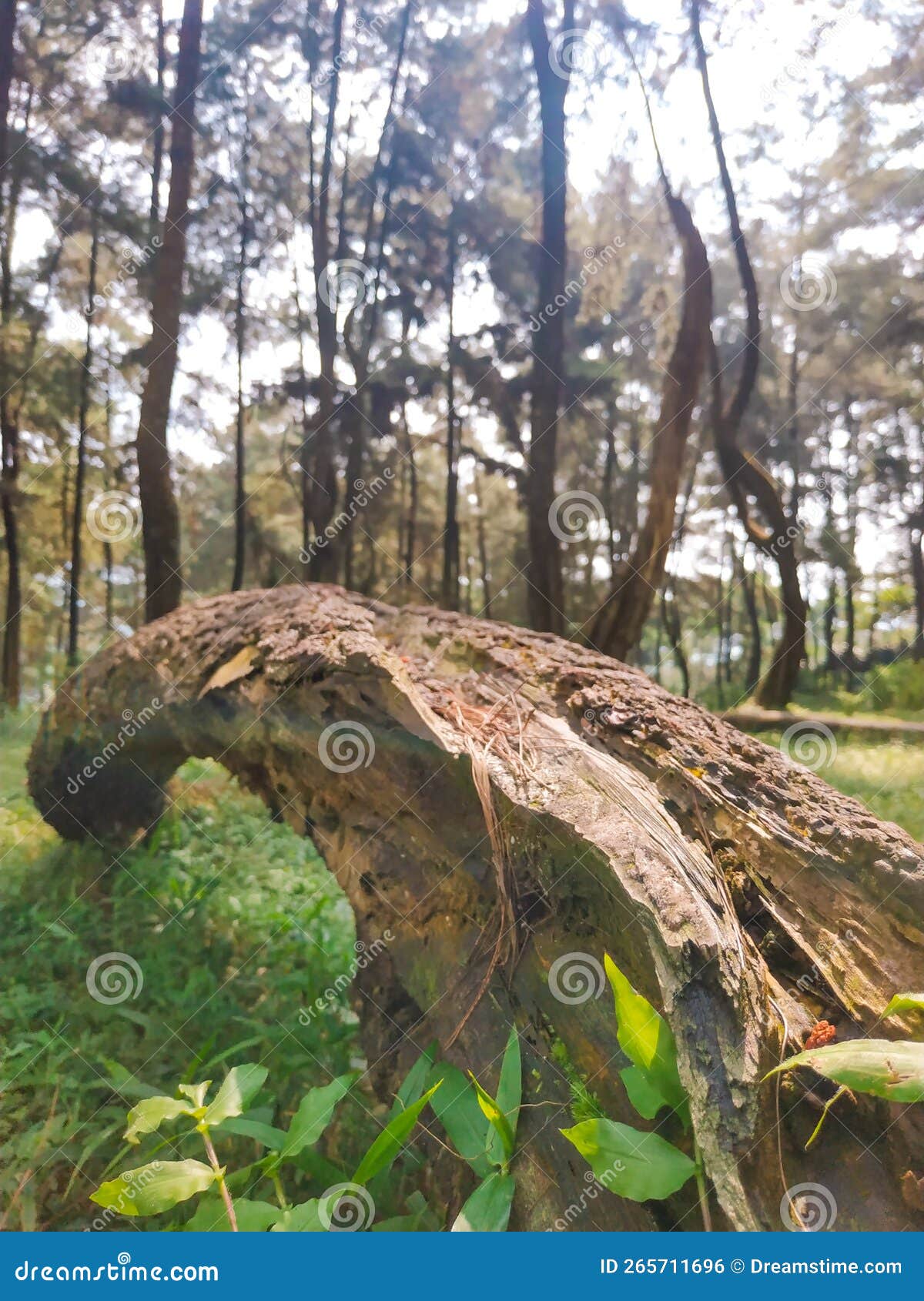 Fallen Tree Dent stock photo. Image of woodland, deciduous 265711696
