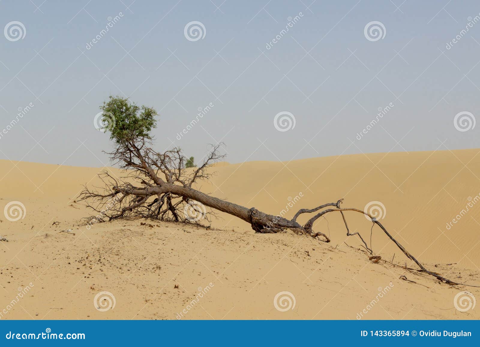 fallen tree with exposed roots and green top in desert