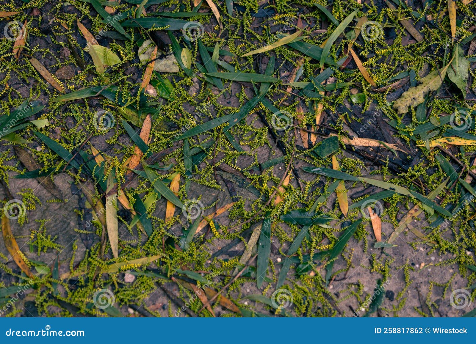 Fallen Tree Leaves and Seeds Stock Photo Image of season, flora