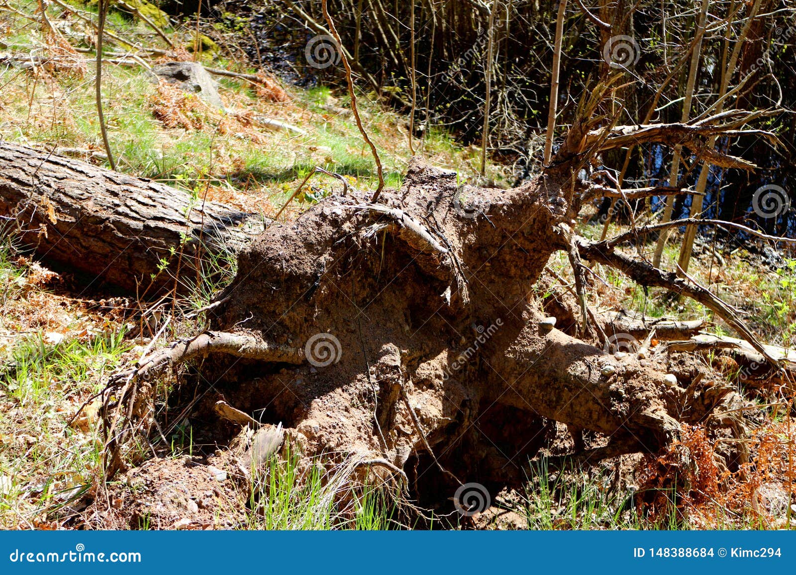what do you do with root stock fallen tree