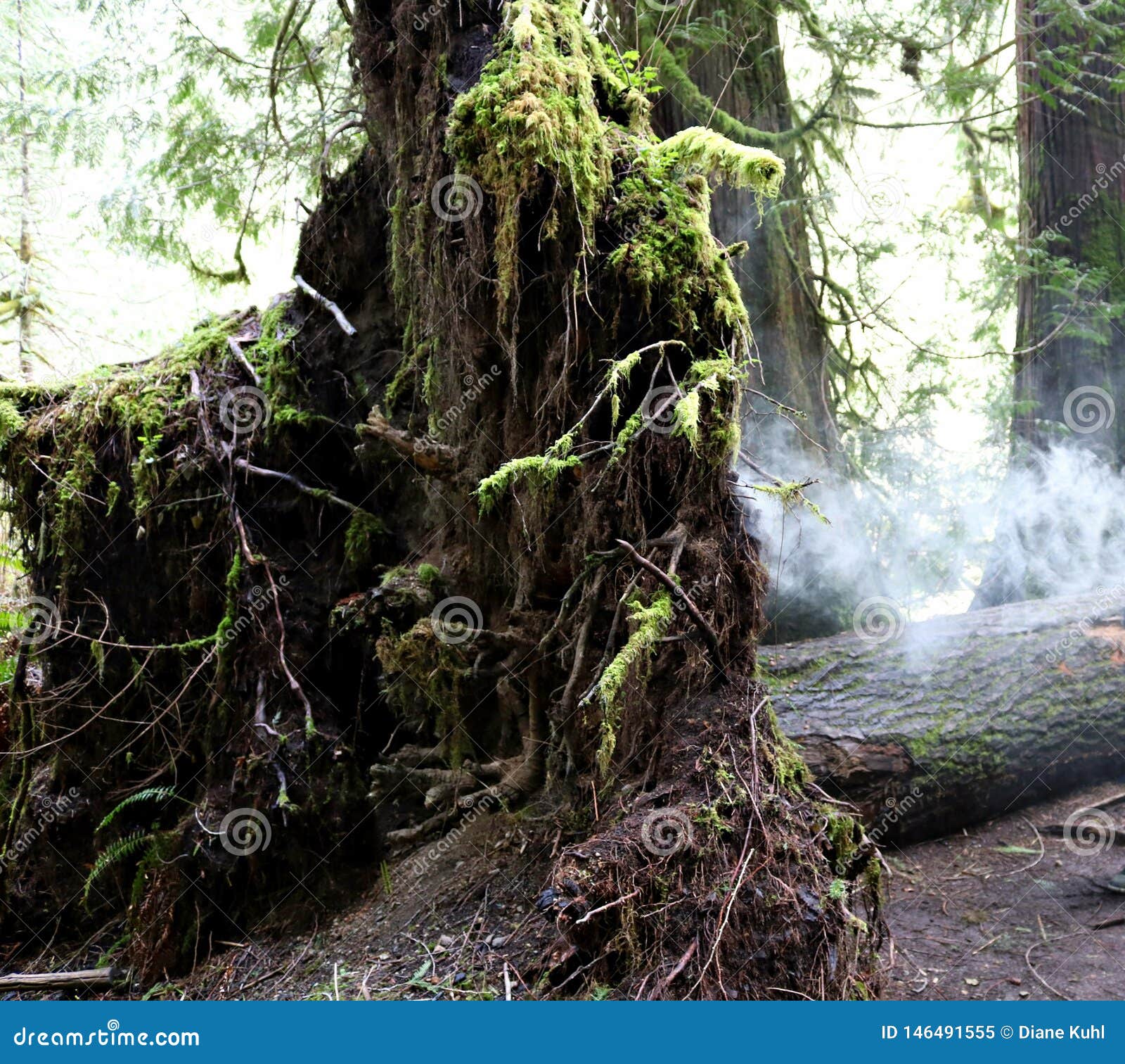 root system of downed tree in cathedral grove with misty looking cloud made from vaporizer