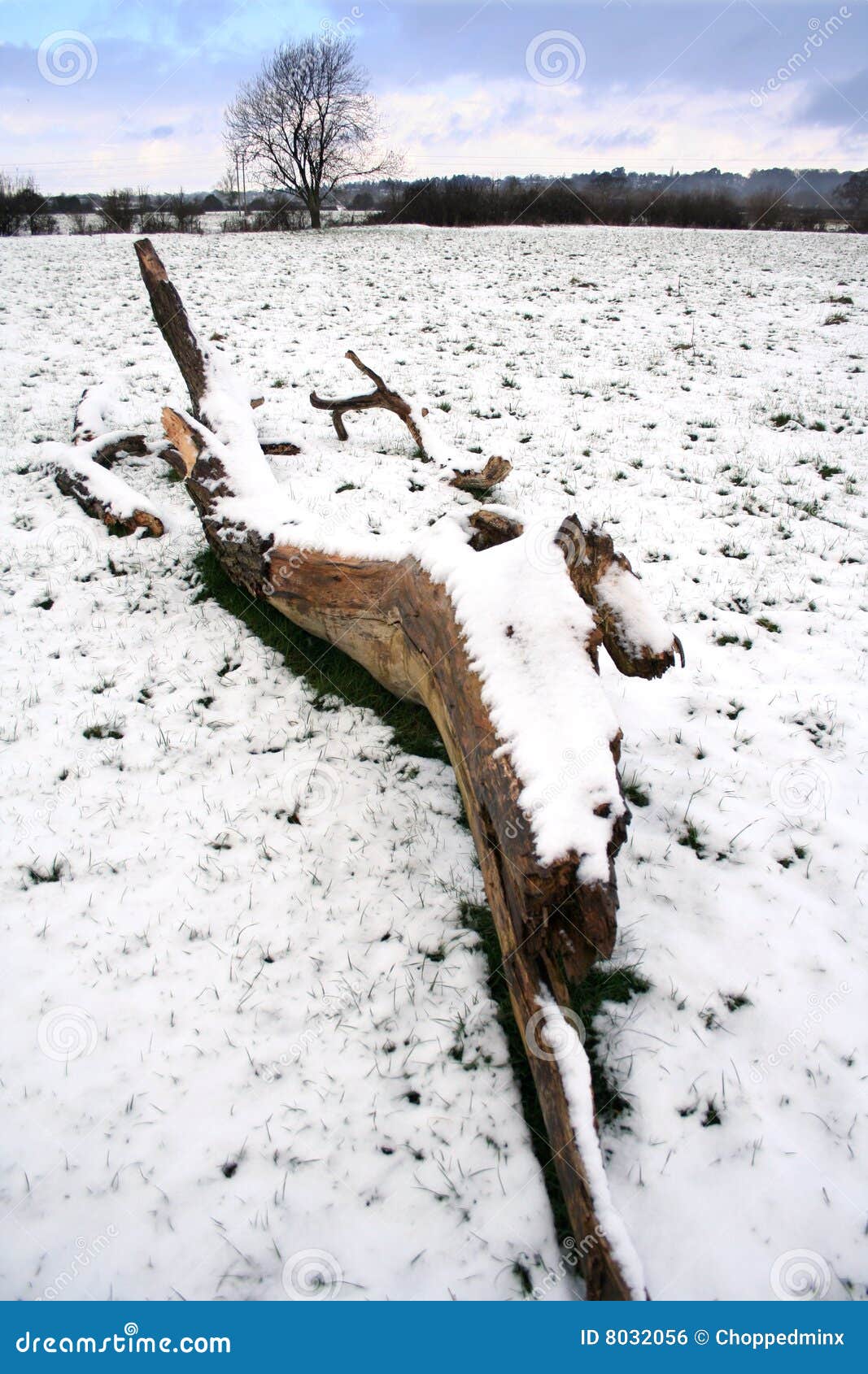 Fallen tree in the snow stock photo. Image of freeze, lumber 8032056
