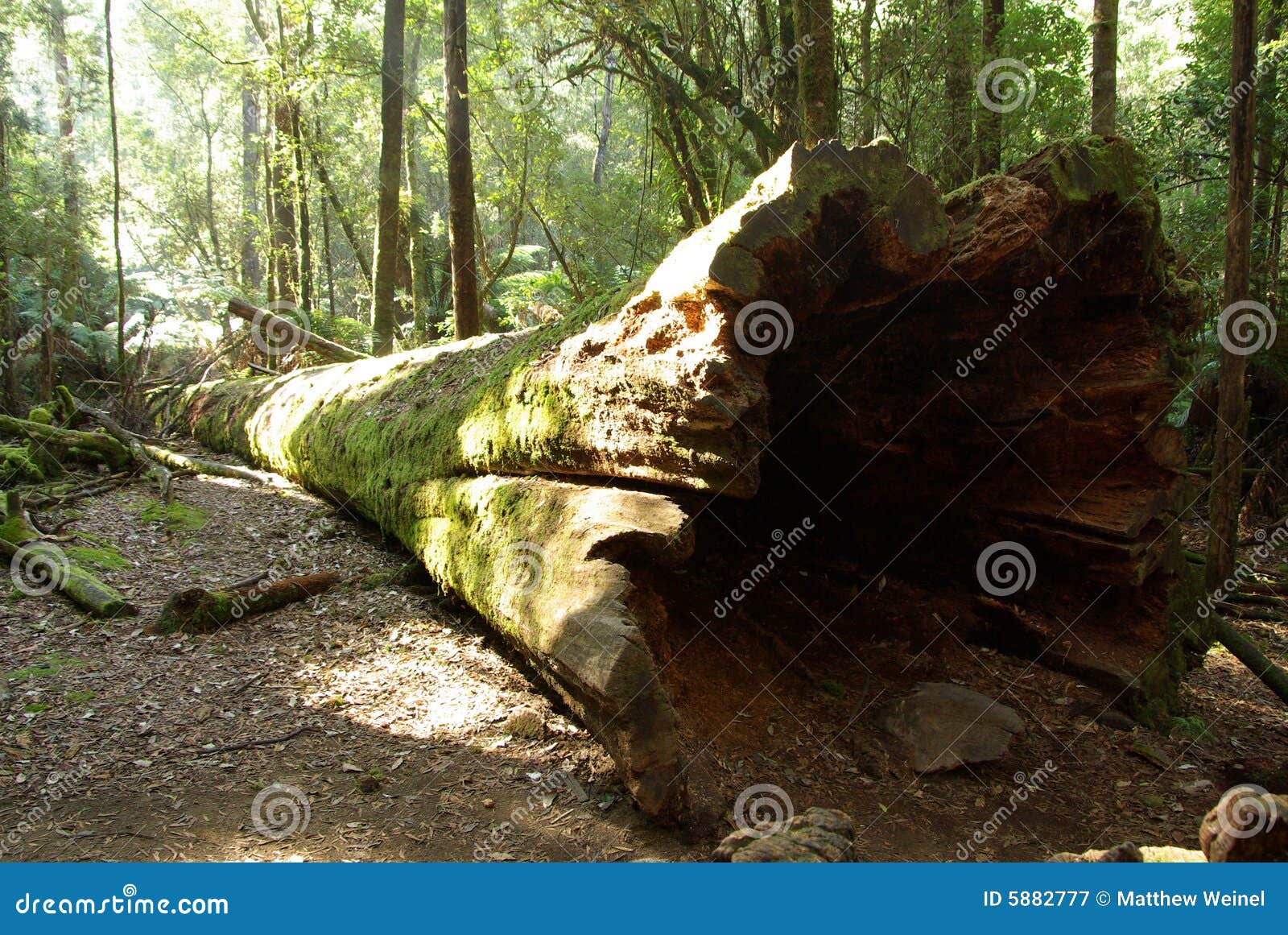 fallen tree trunk