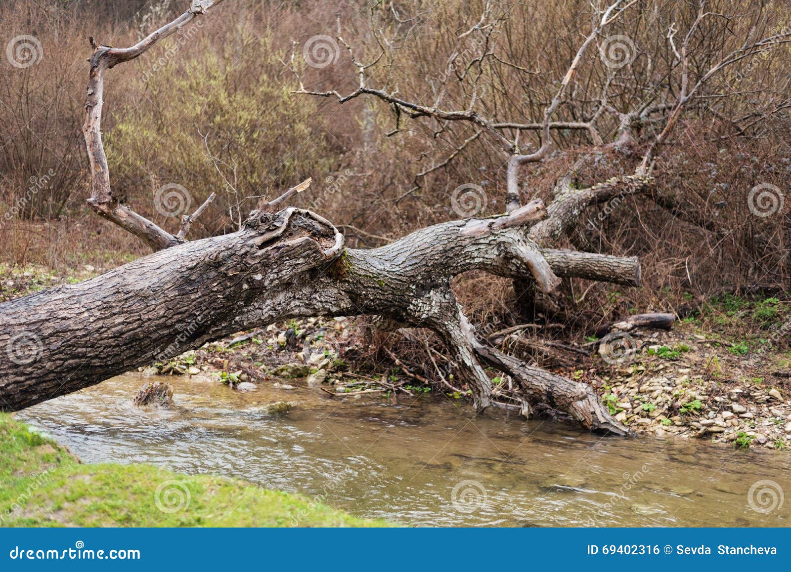 fallen tree trunk bridging a forest river waterfall