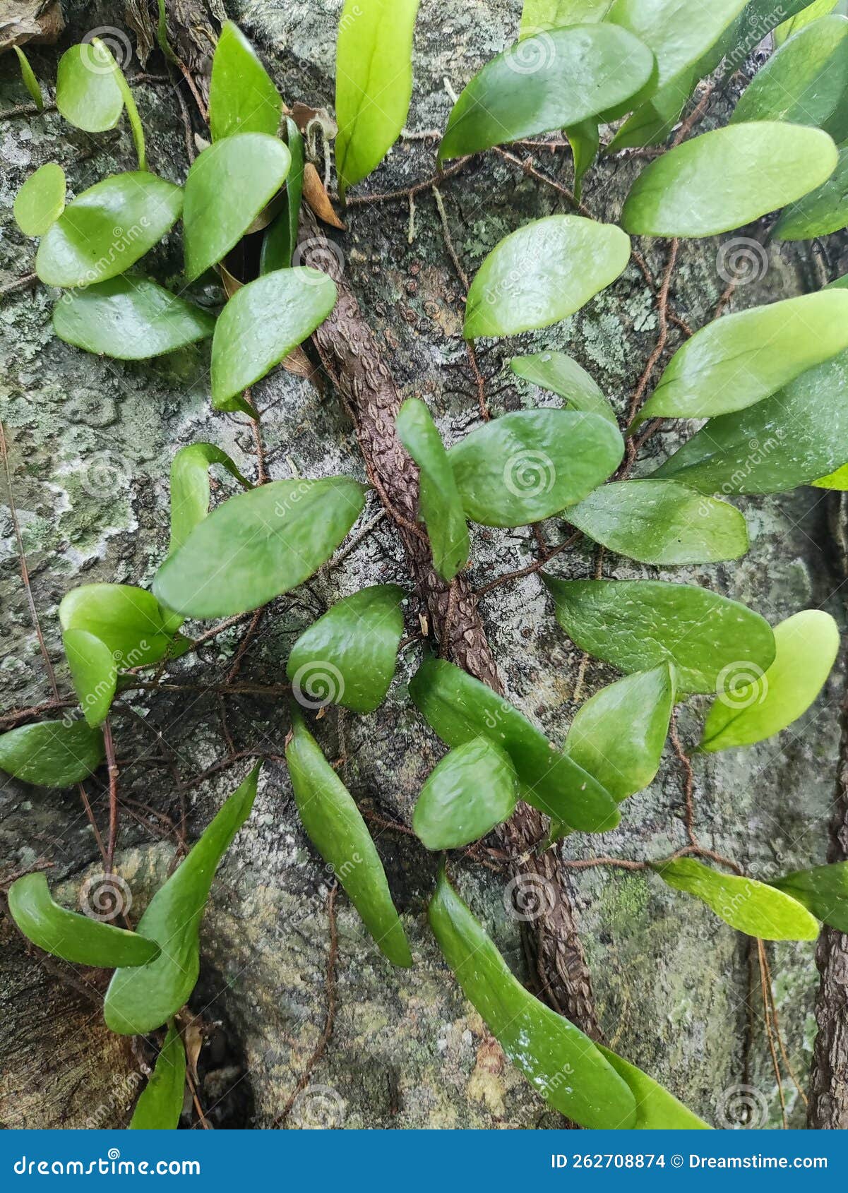 Fallen Trees, Creeping Plants, Green, Front Garden of the House Stock
