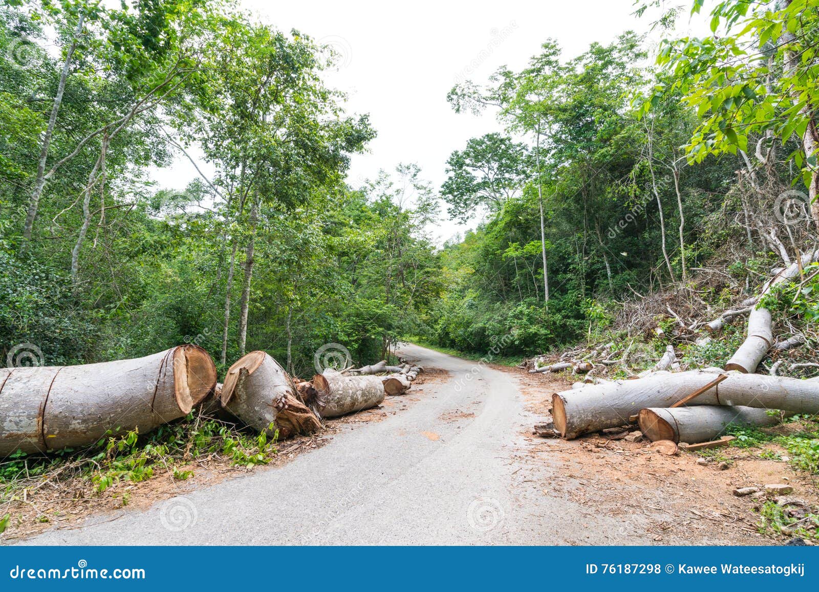 Fallen Trees Cut To Clear Path for Road through Tropical Rainforest