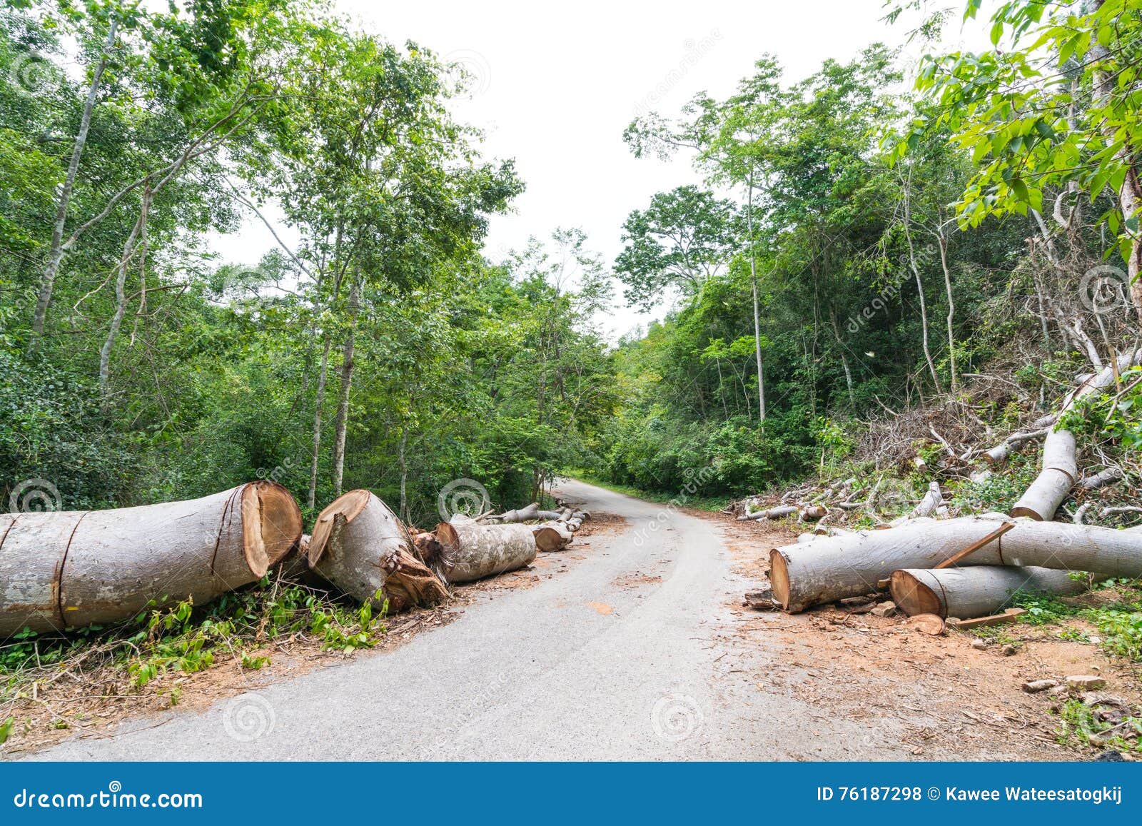 fallen trees cut to clear path for road through tropical rainforest