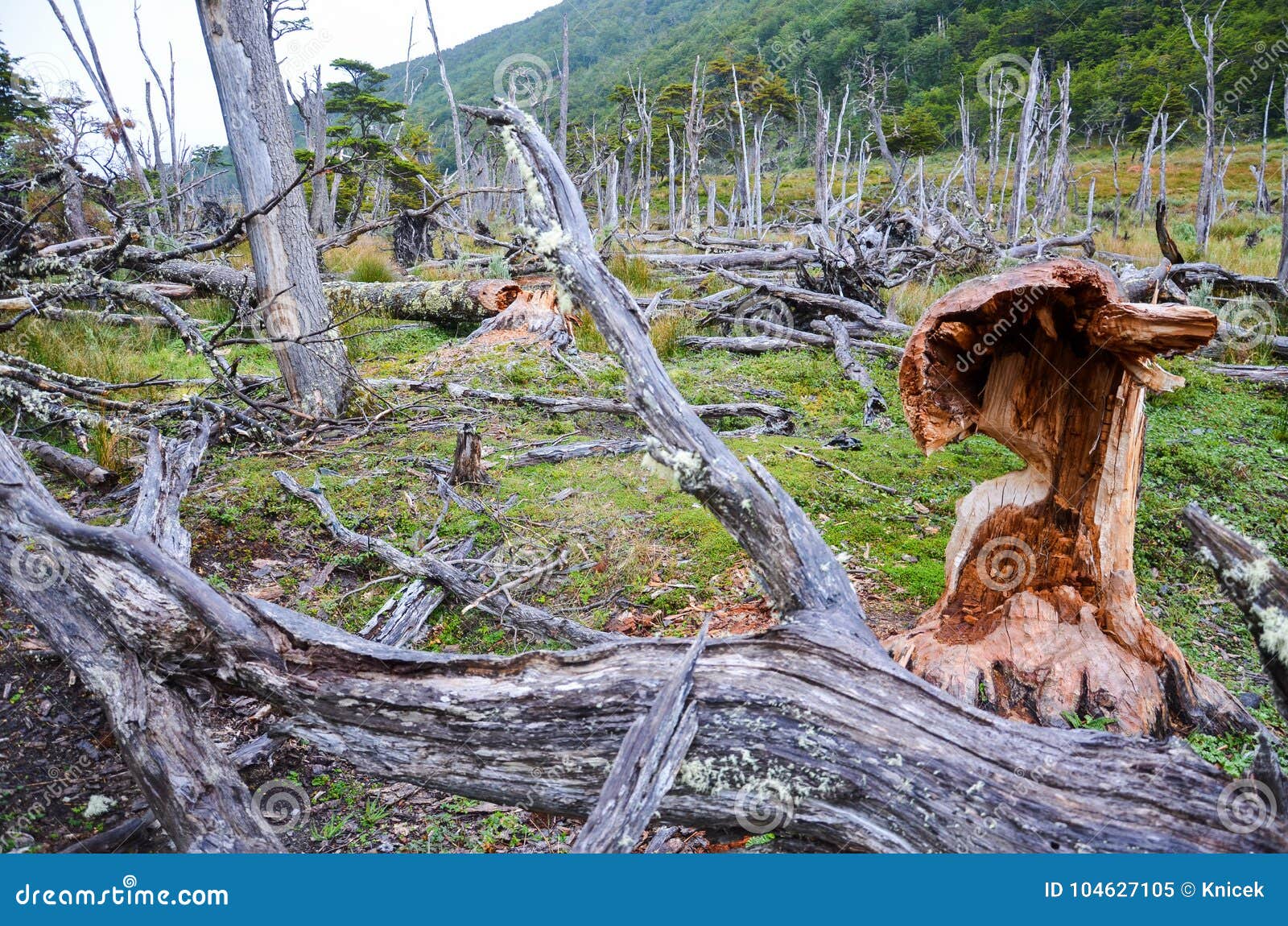 fallen trees and the damage made by beavers in dientes de navarino, isla navarino, chile