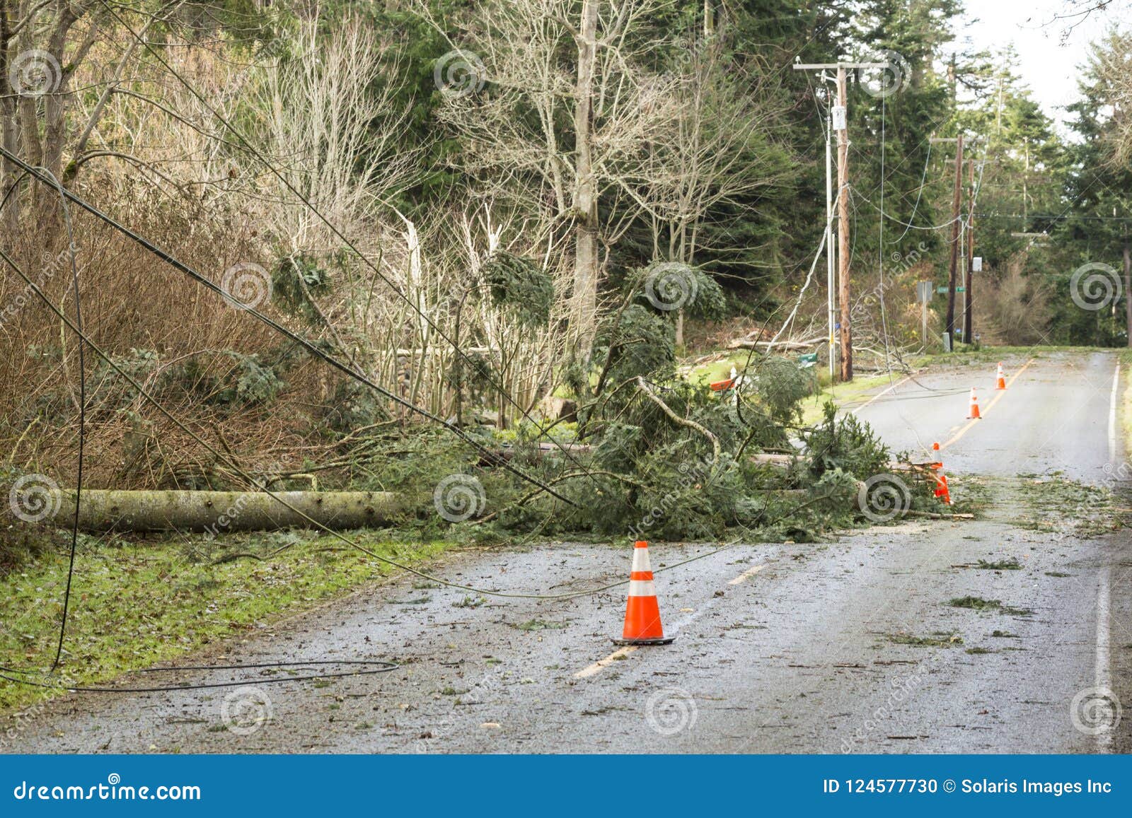 fallen trees and downed power lines blocking a road; hazards after a natural disaster wind storm