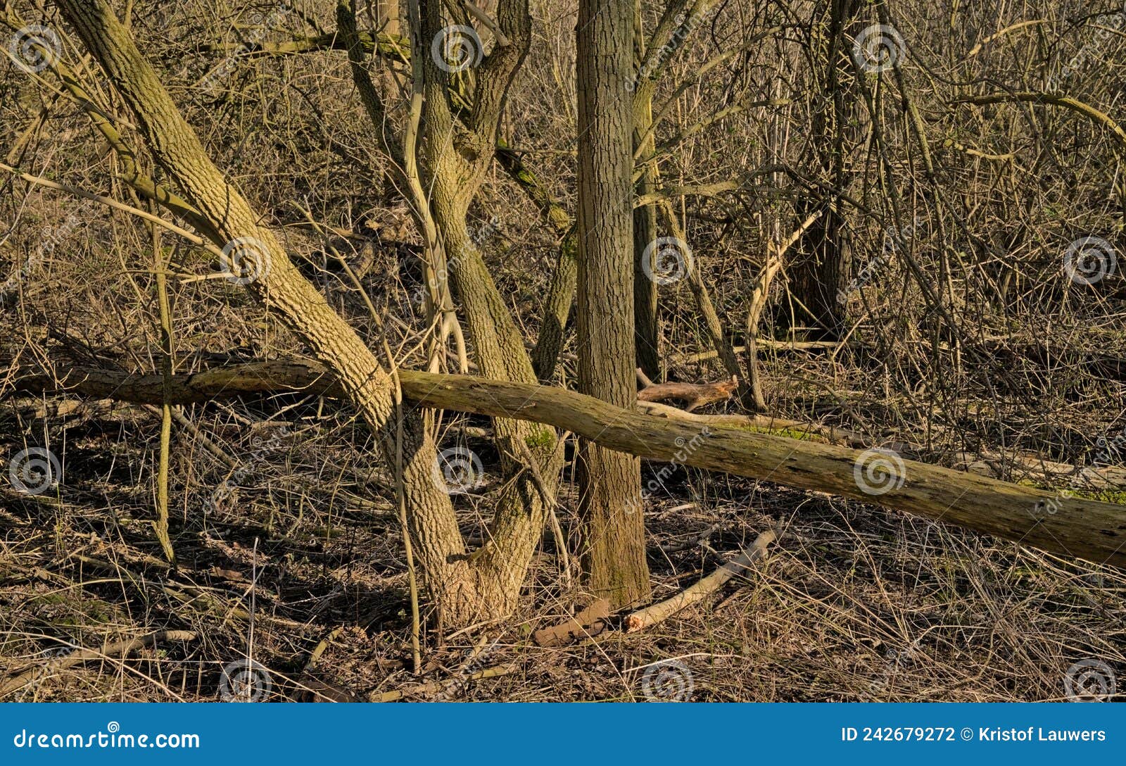 fallen trees in a sunny bare forest in the flemish countryside