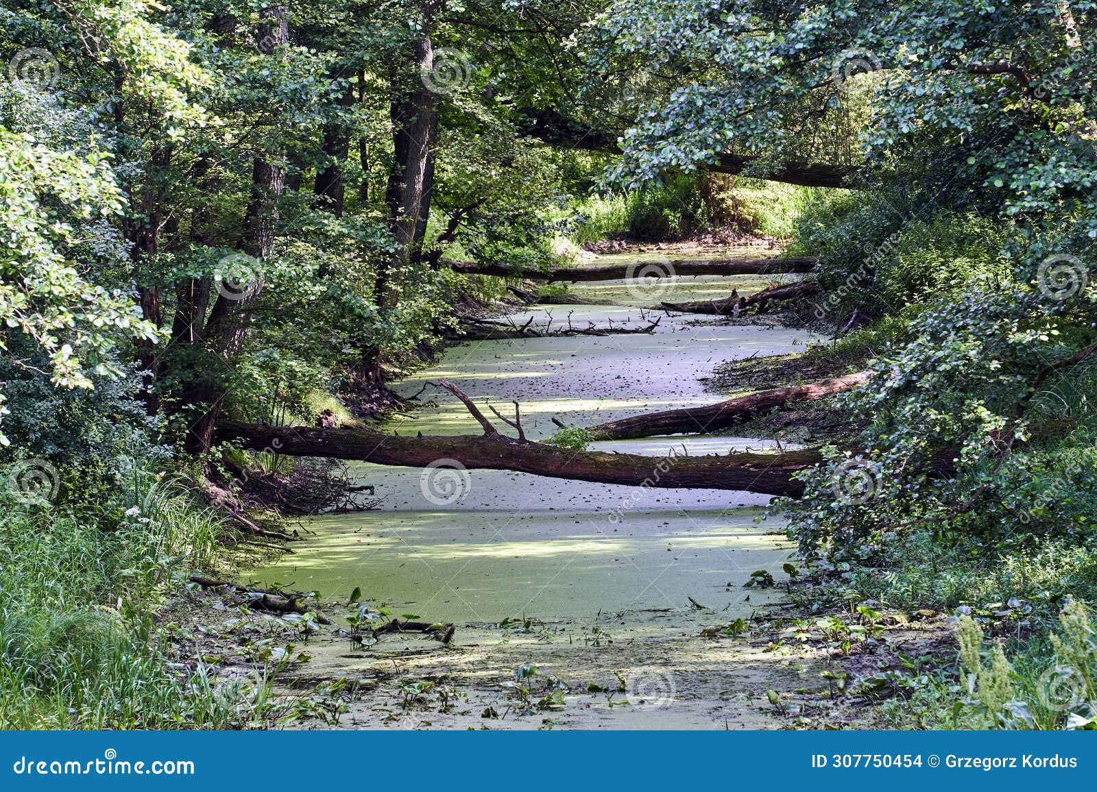 fallen trees on the obra river and deciduous forest during summer