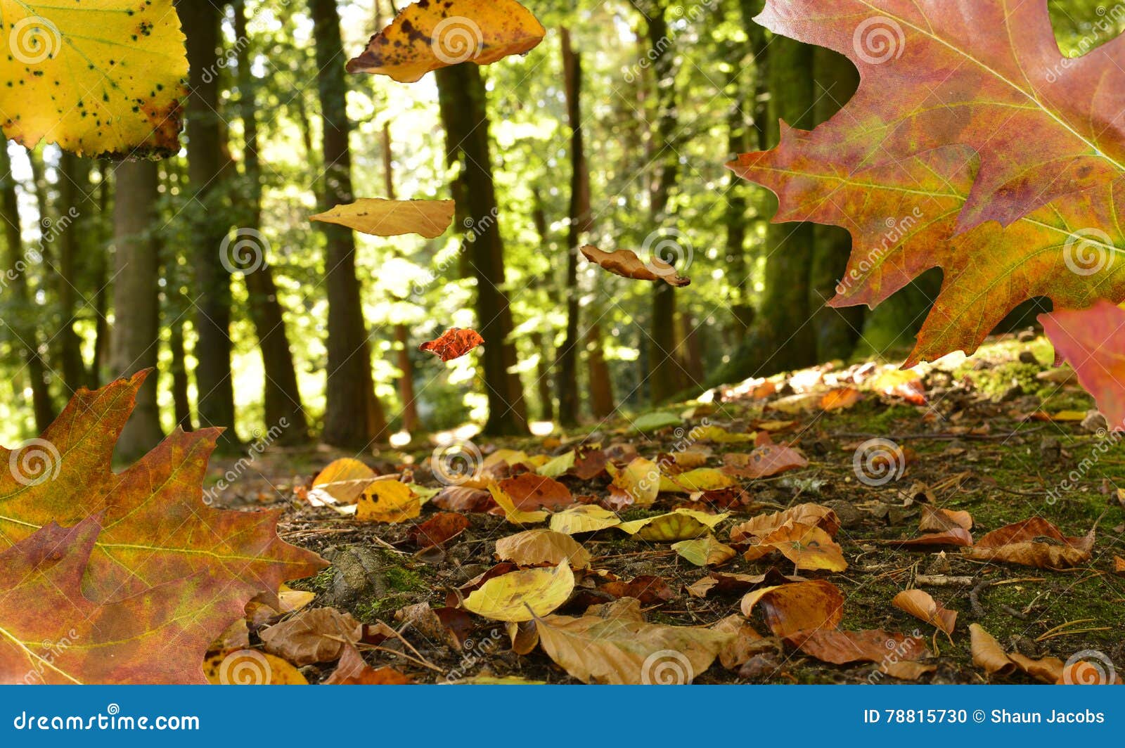 Falling autumn leaves stock photo. Image of flora, background - 78815730