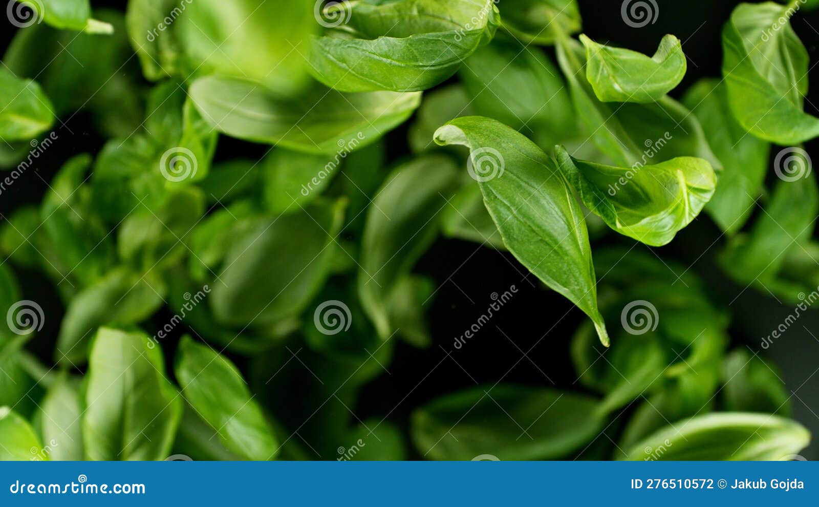 Falling Basil Leaves, Isolated on Black Background Stock Photo Image