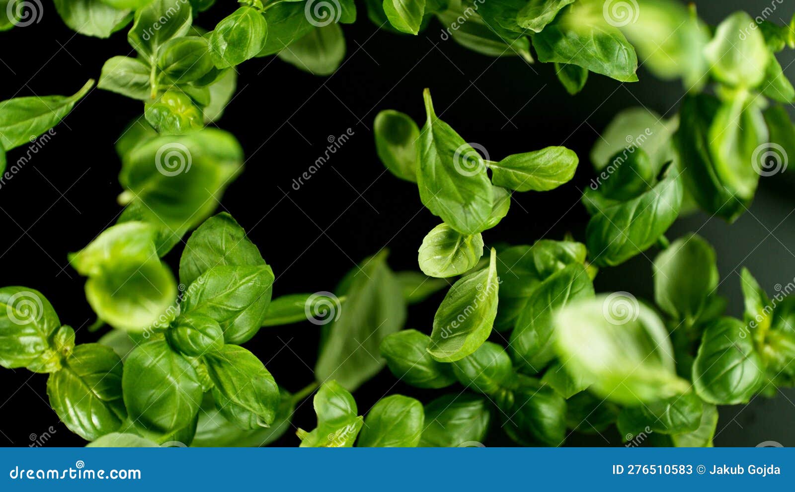 Falling Basil Leaves, Isolated on Black Background Stock Image Image