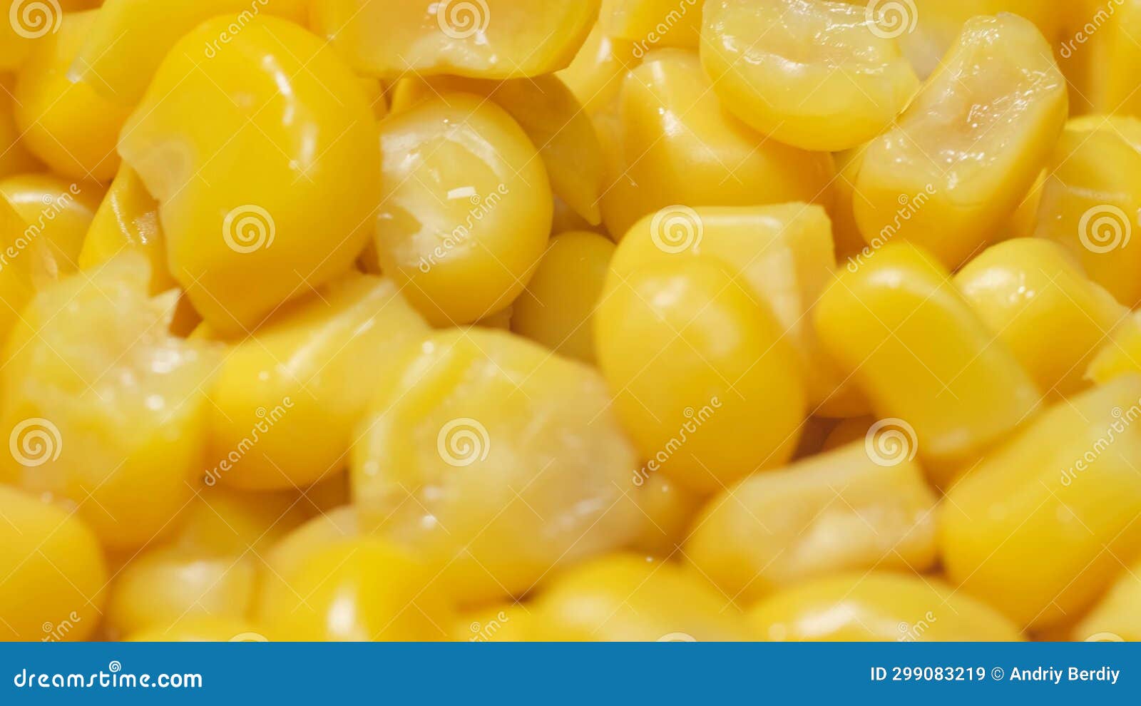 Falling Corn Grain, Macro Video Stock Video Video of agricultural