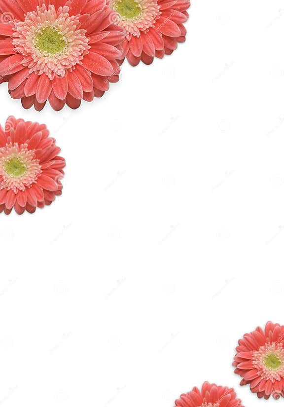 Falling Daisies stock image. Image of gardening, fresh 5658189