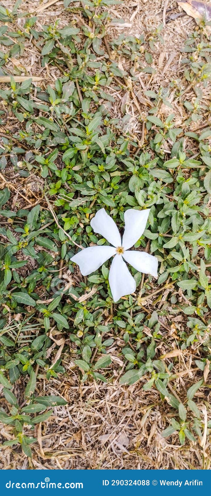 Falling Frangipani Flower Part Two Stock Photo Image of frangipani