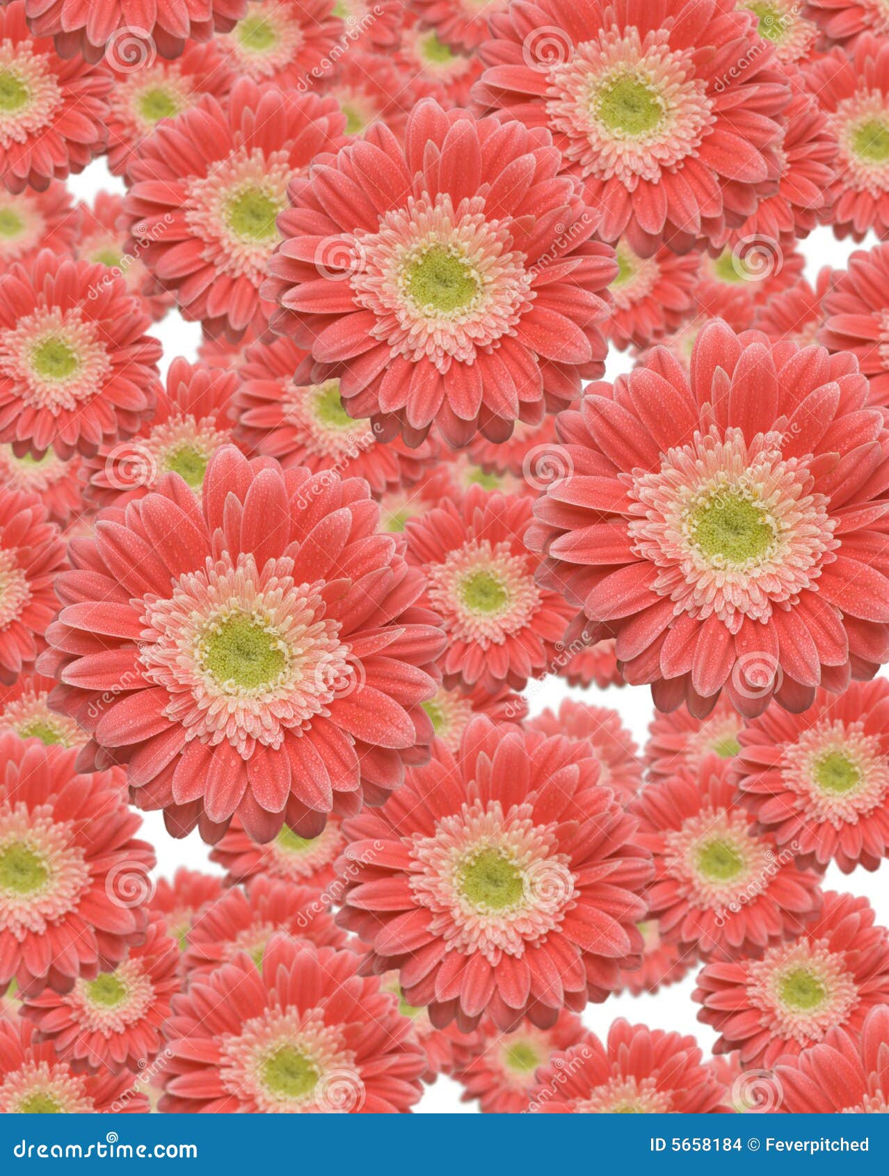 Falling Gerber Daisies stock photo. Image of detail, bright 5658184