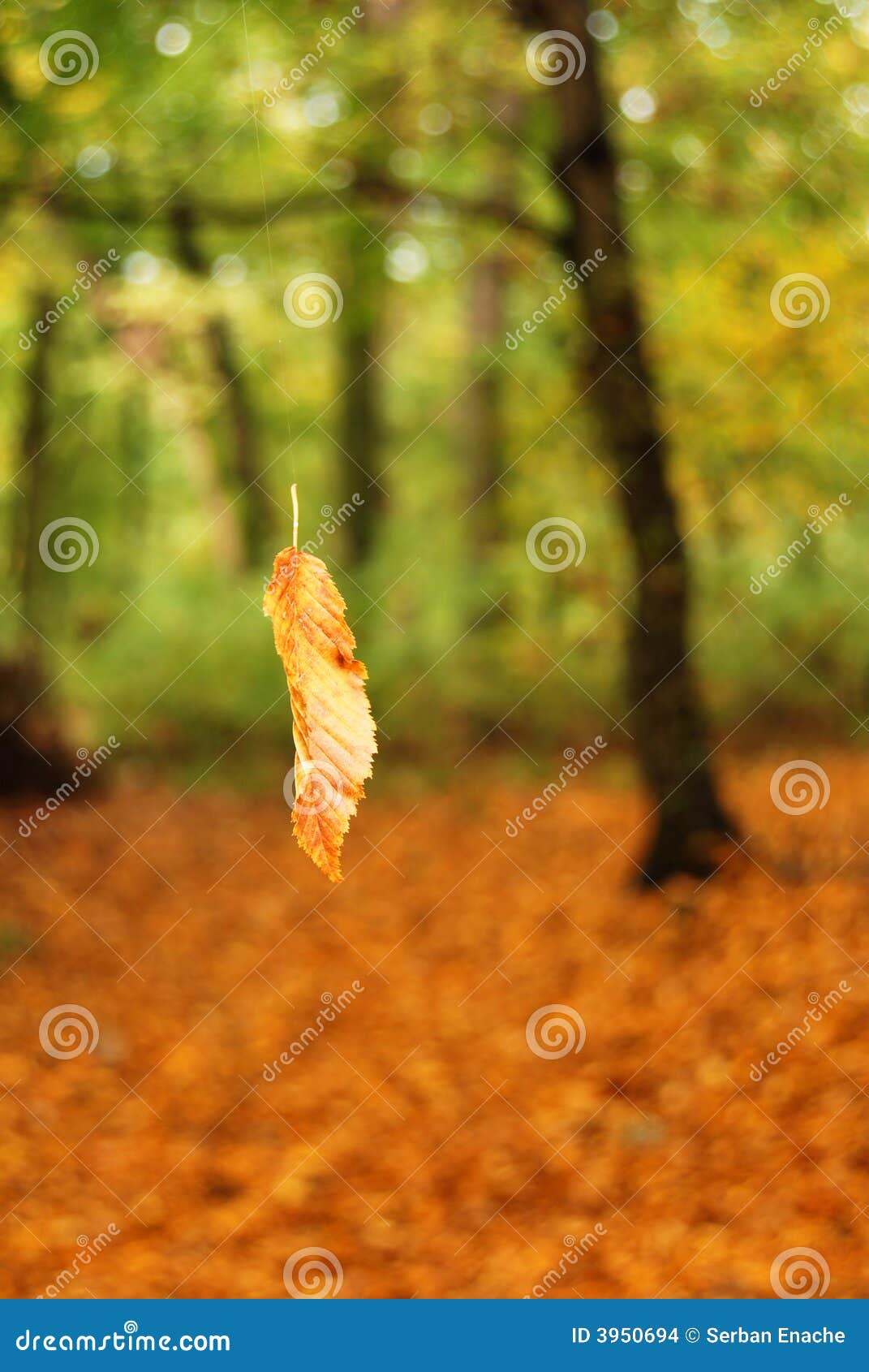 falling leaf in forest