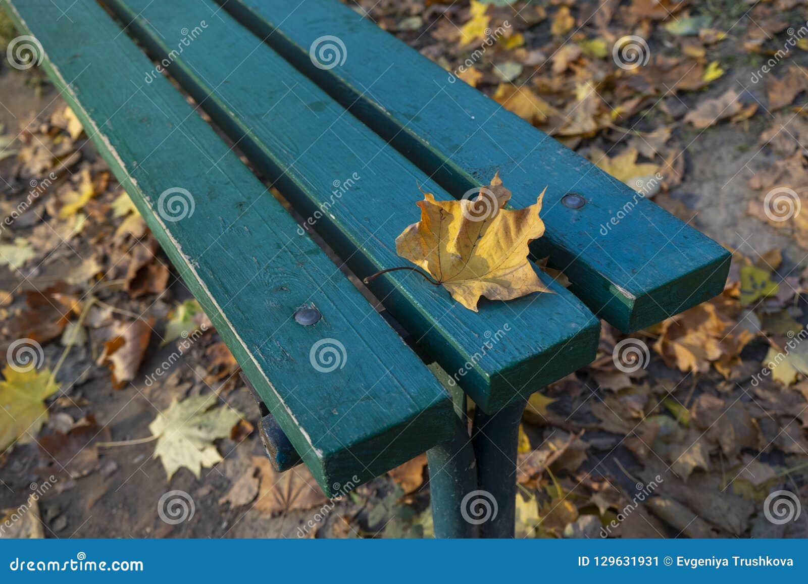 Falling Leaves. Autumn in City Park in Yellow Leaves. Stock Image