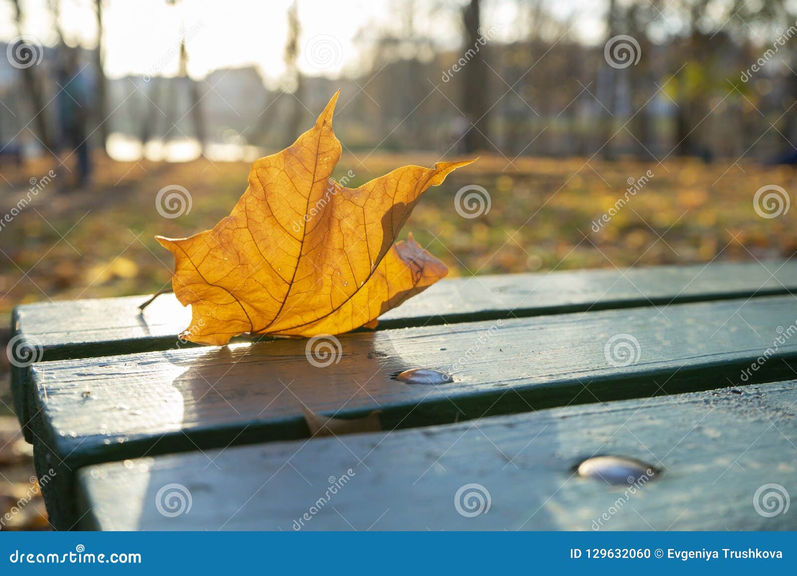 Falling Leaves. Autumn in City Park in Yellow Leaves. Stock Photo