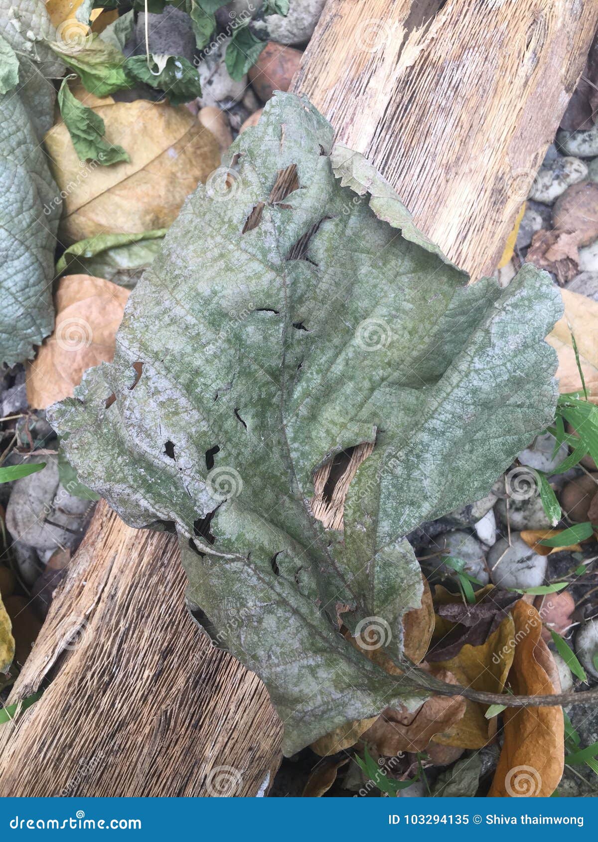 Dry Leaf, Dead Leaf, Disease Leaf,wilt Stock Image Image of disease