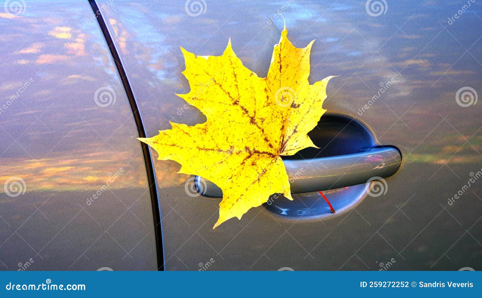 Falling Maple Leaves are Stuck in the Door Handle of the Car. Stock