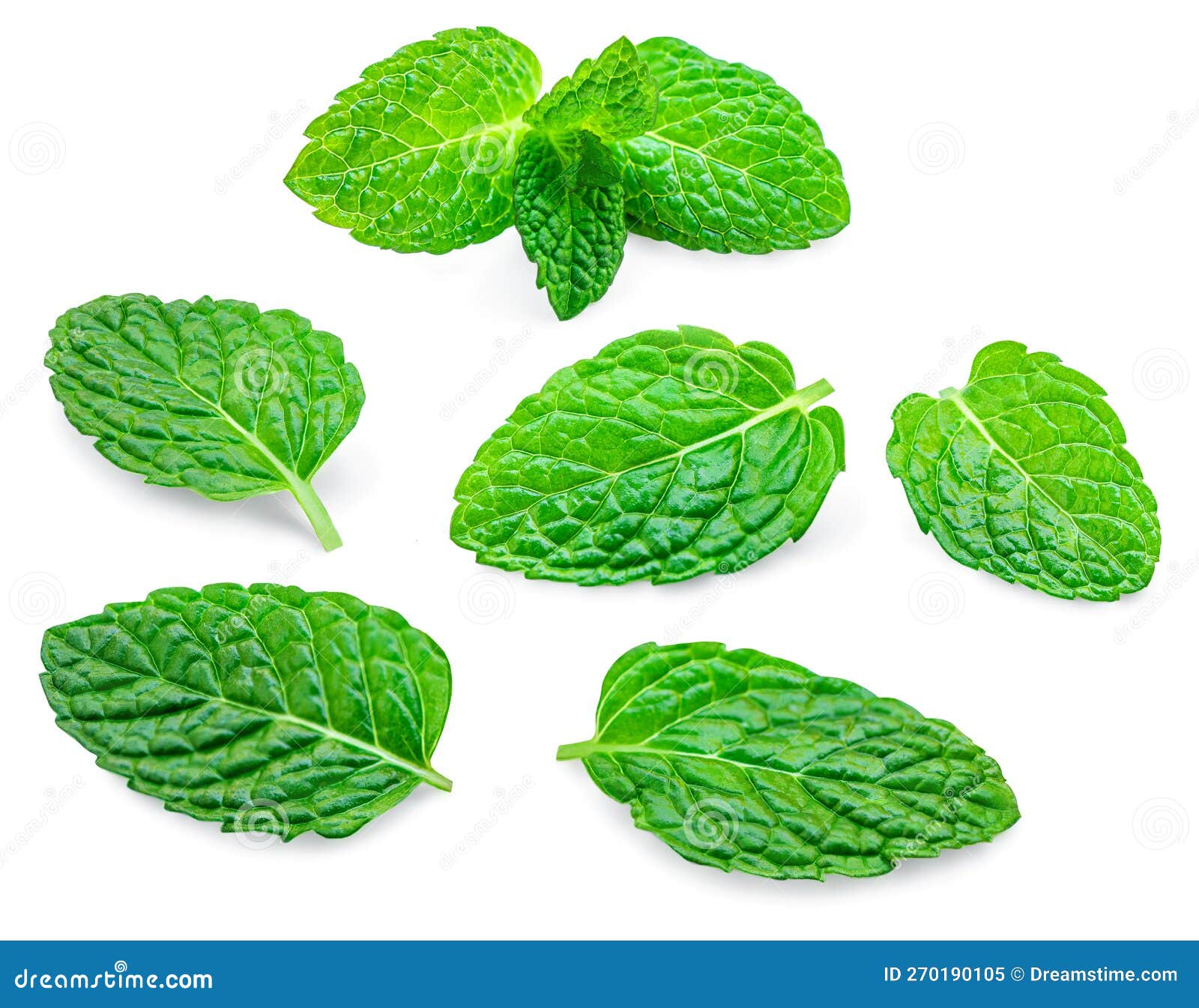 Falling Mint Leaves Isolated on White Background. Set Fresh Mint Stock