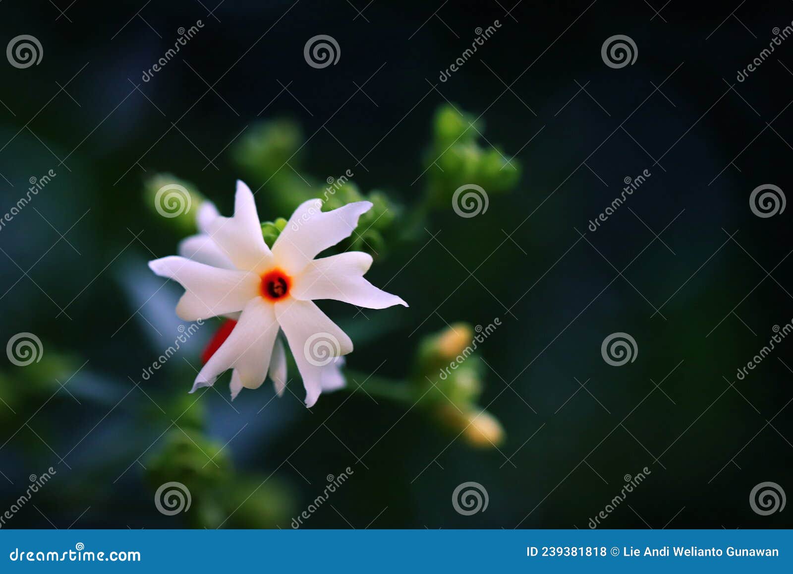 Night Blooming Jasmine Flower Stock Photo Image of produce, blossom