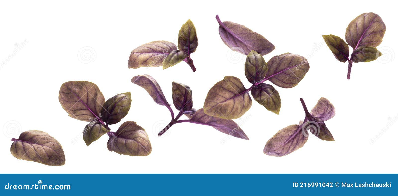 Falling Red Basil Leaves Isolated on White Background Stock Photo