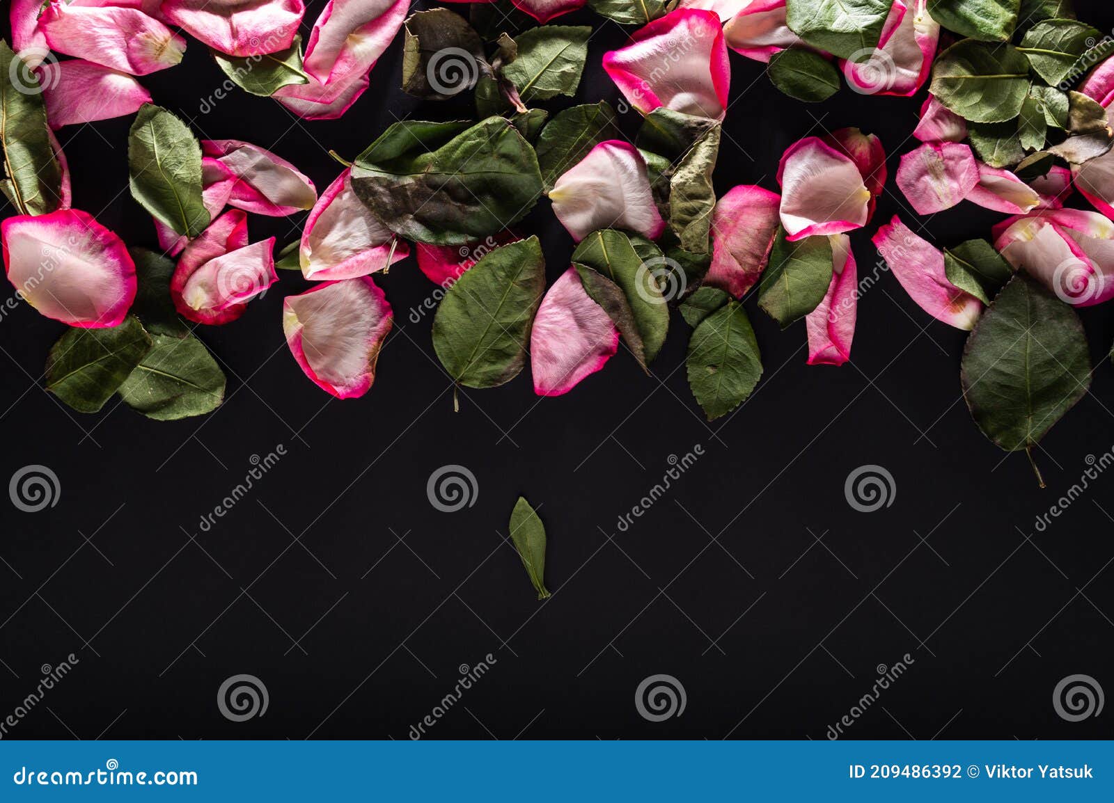 Falling Rose Petals. Falling Rose Petals and Leaves Stock Photo - Image ...