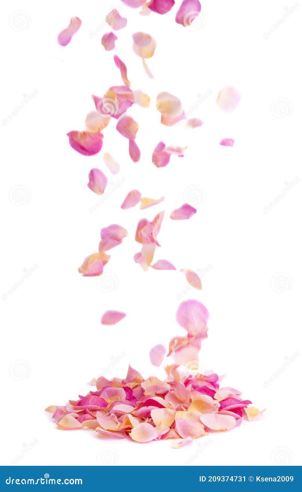 Rose Petals. Falling Rose Petals on the white , #Ad, #Petals, #Rose,  #white, #Falling #ad