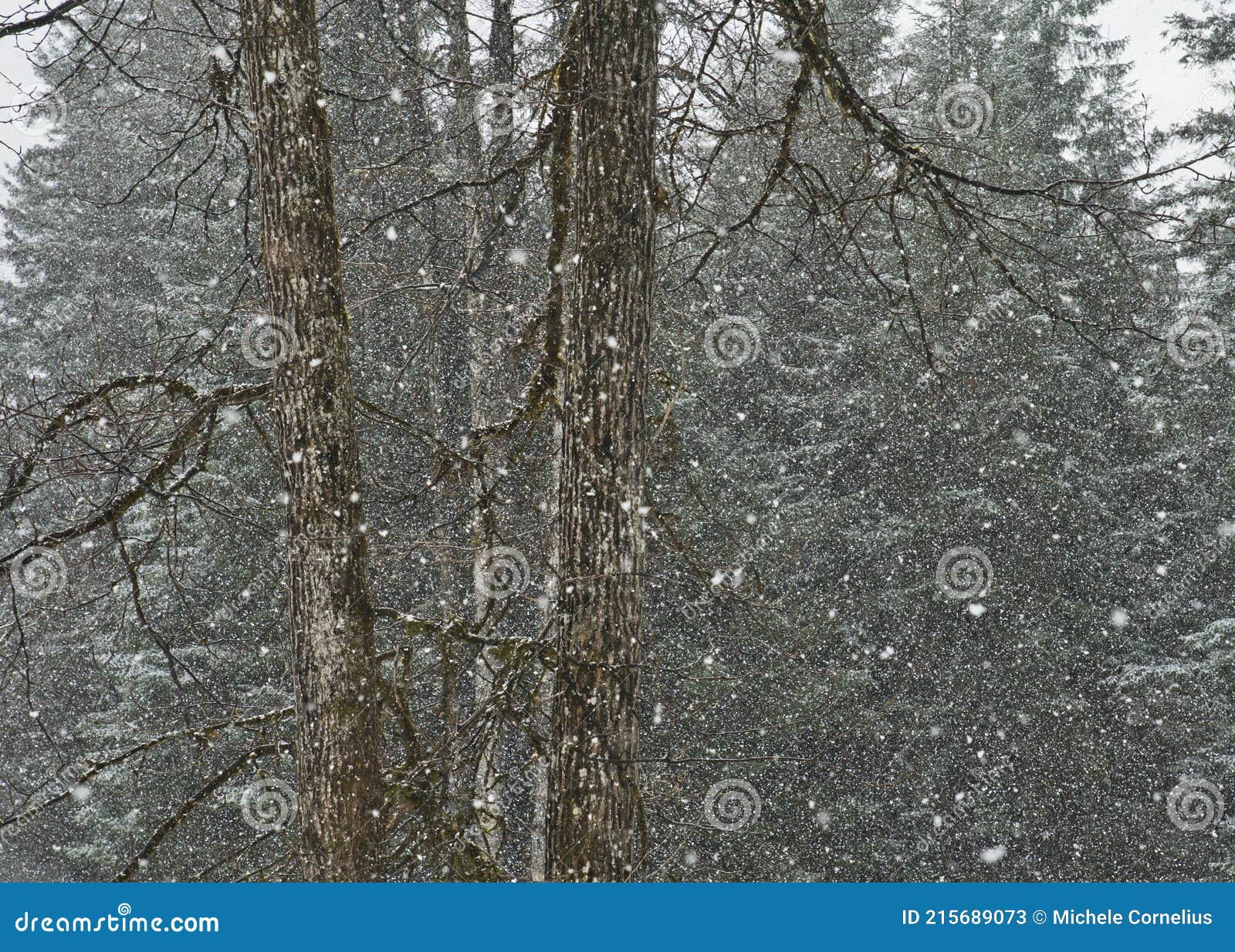 Falling Snow with Cottonwood Trees at the Edge of a Forest Stock Image