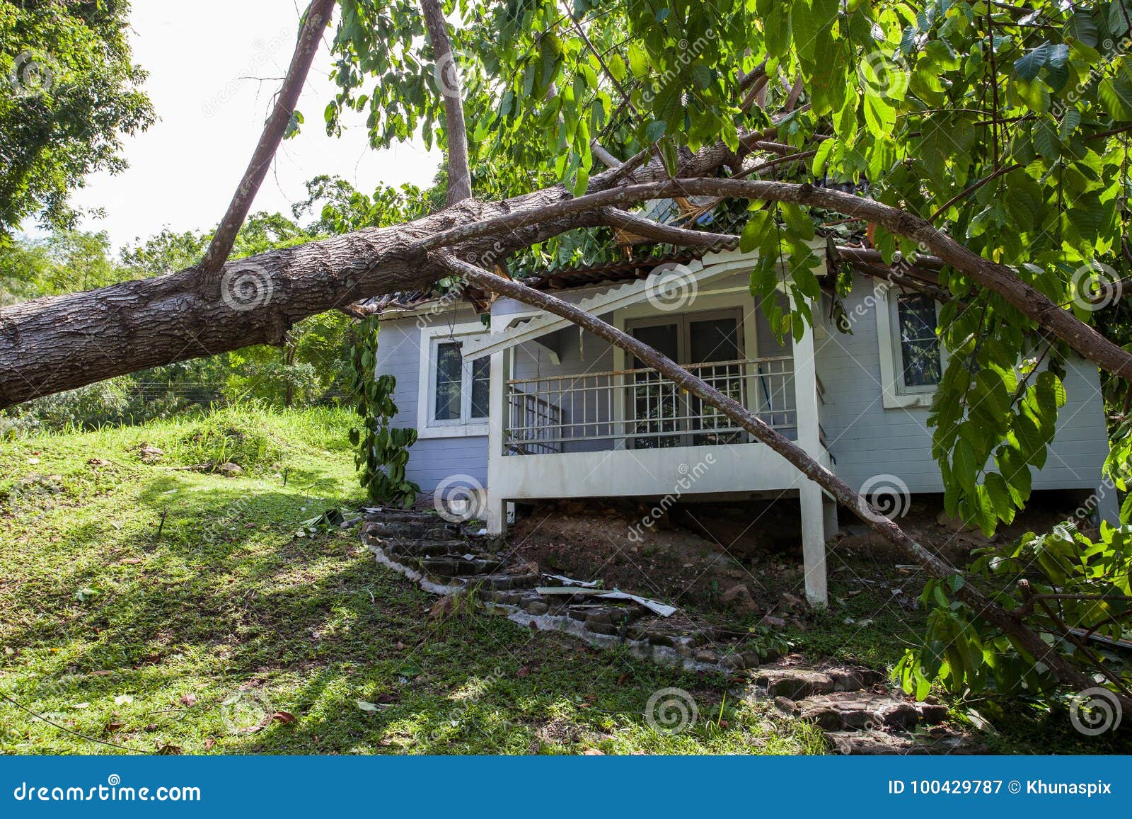 falling tree after hard storm on damage house