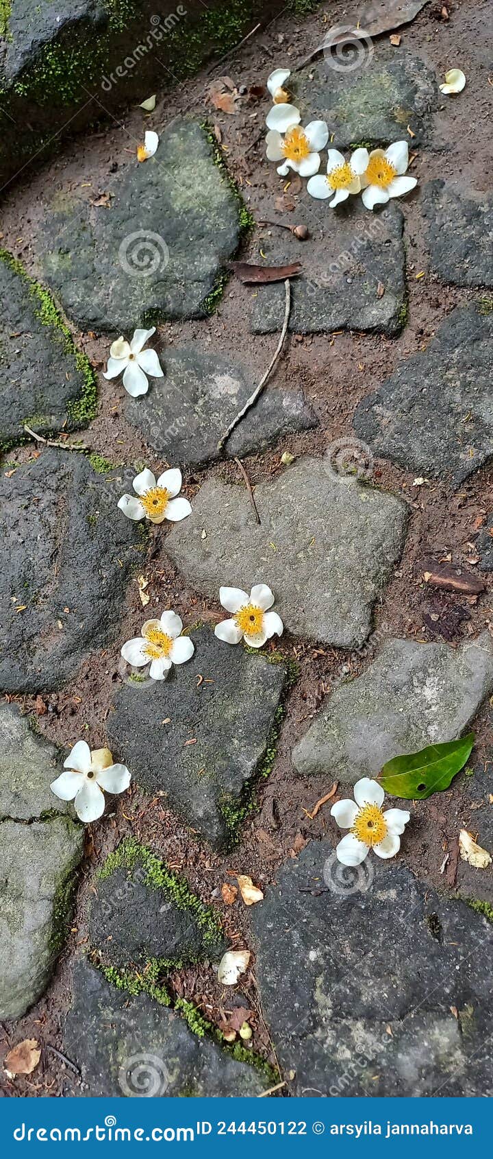 Falling white flowers stock photo. Image of falling 244450122