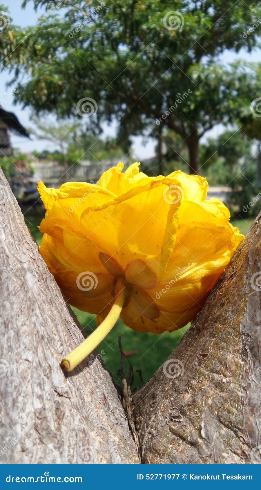 Falling Yellow Silk Cotton Flower Stock Image Image of tree, flora