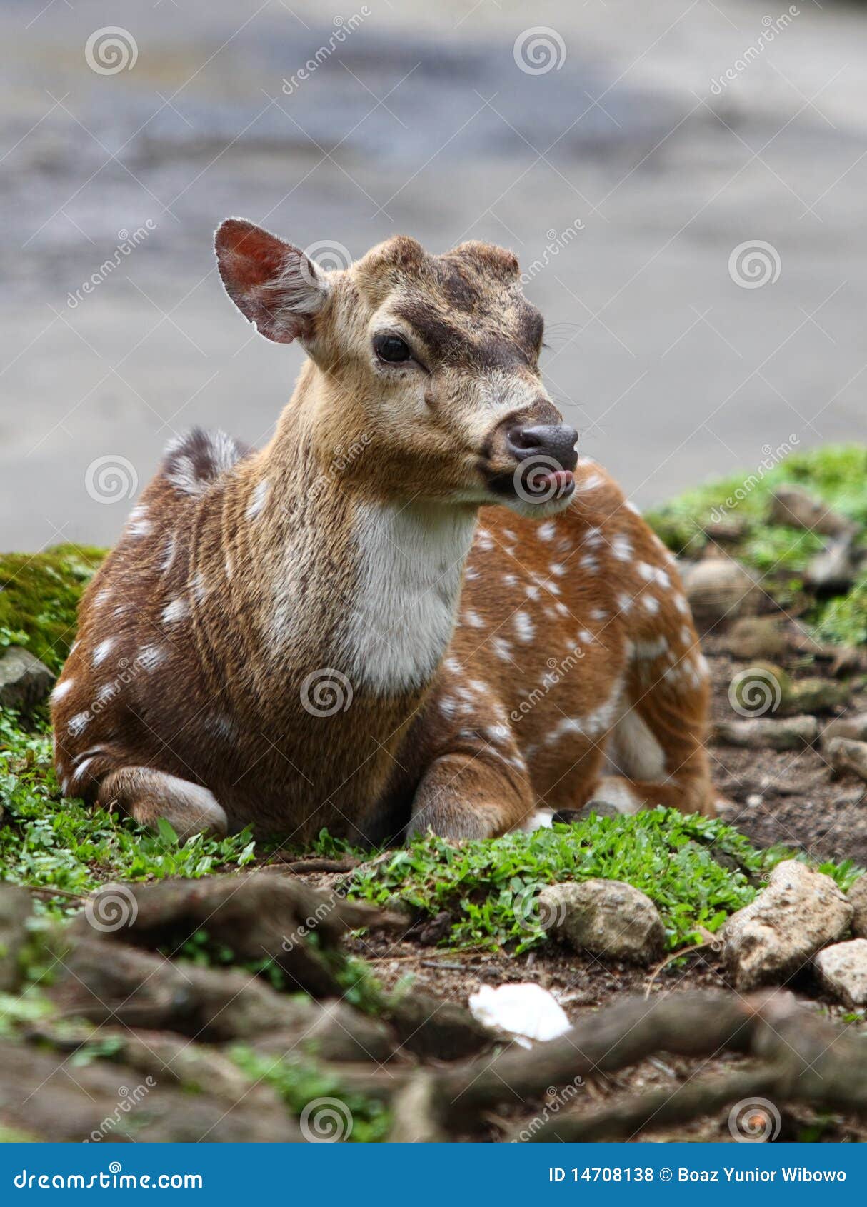 fallow deer