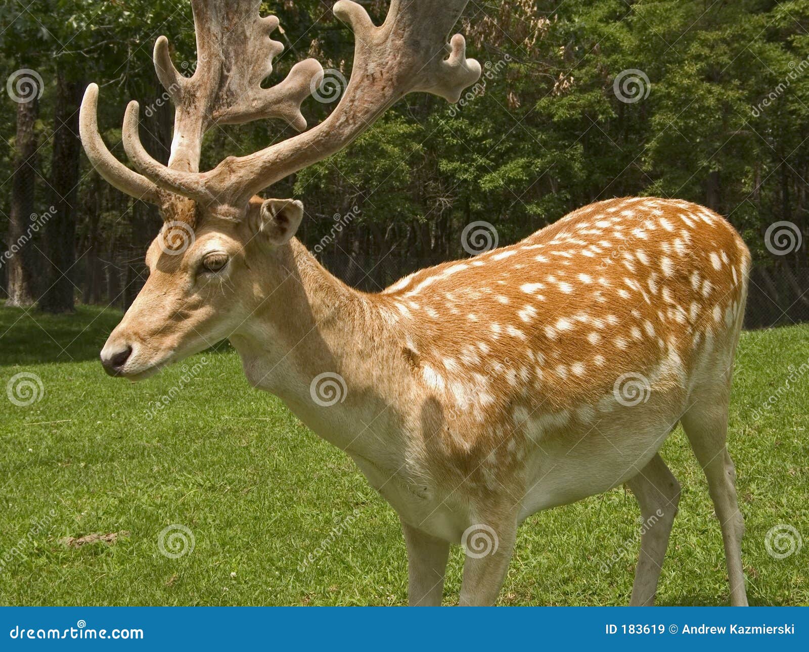 deer fallow ears