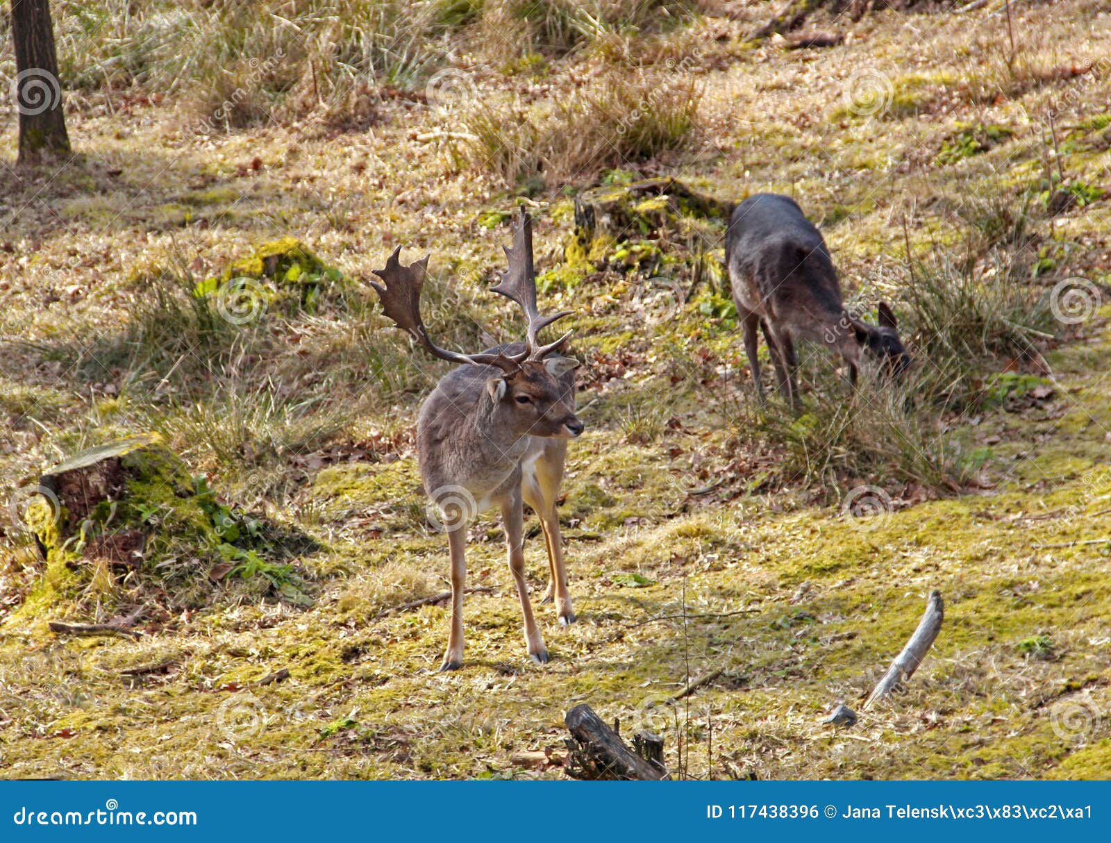 fallow deer with baby