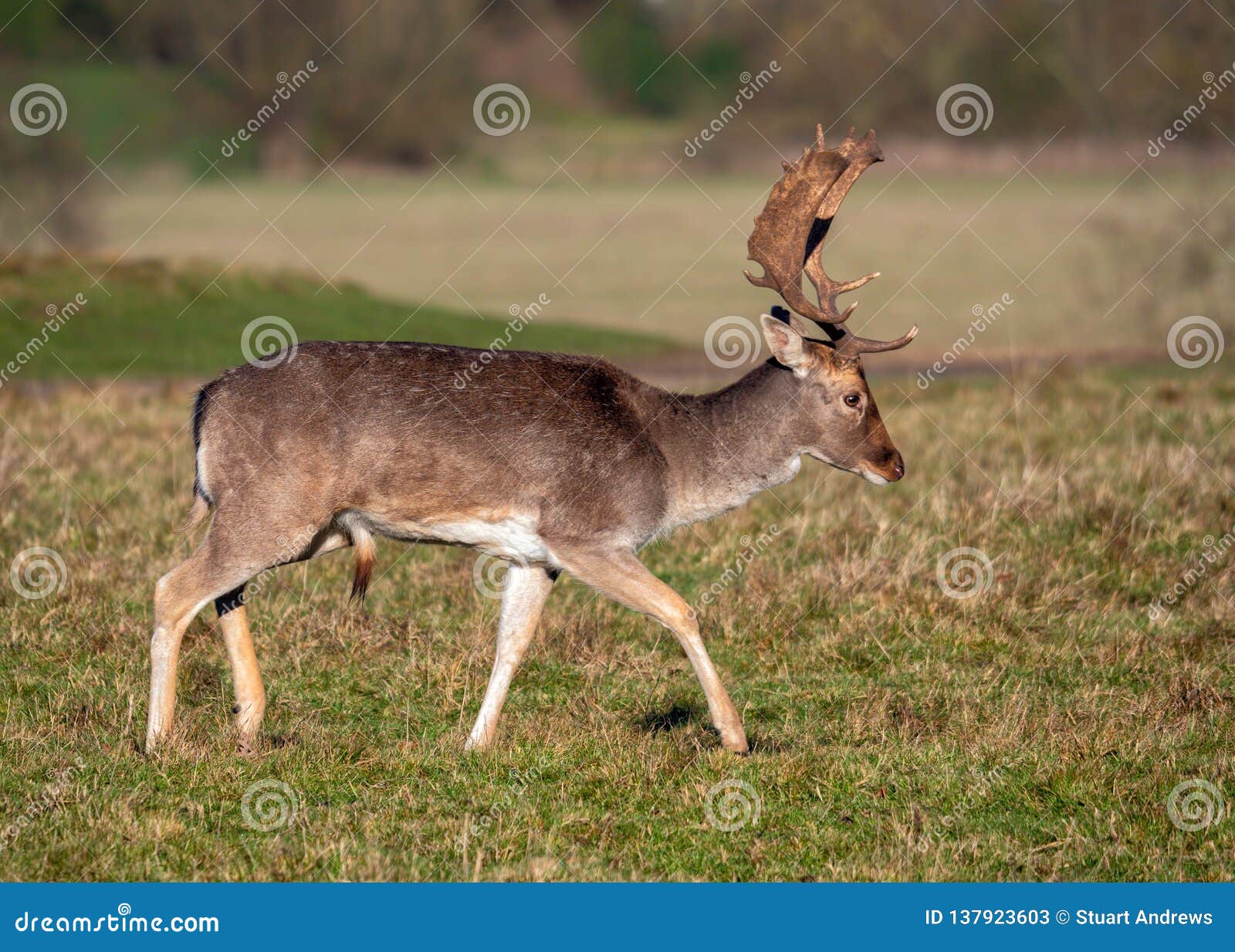 fallow deer buck - dama dama in a sunny parkland.