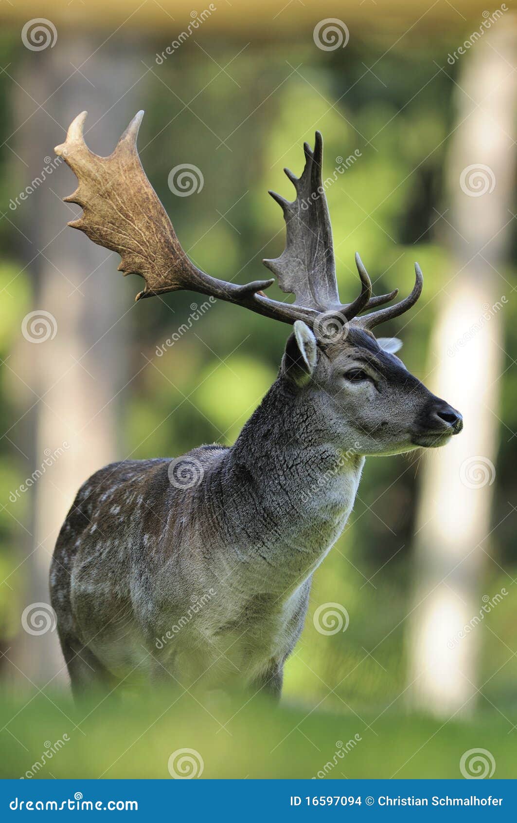 fallow deer (dama dama)